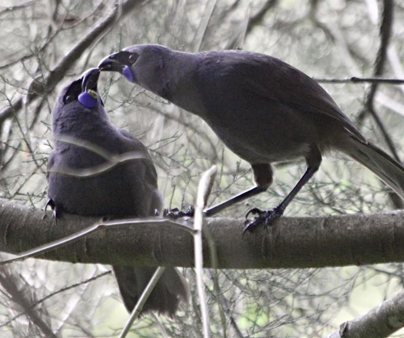 Kokako Tour