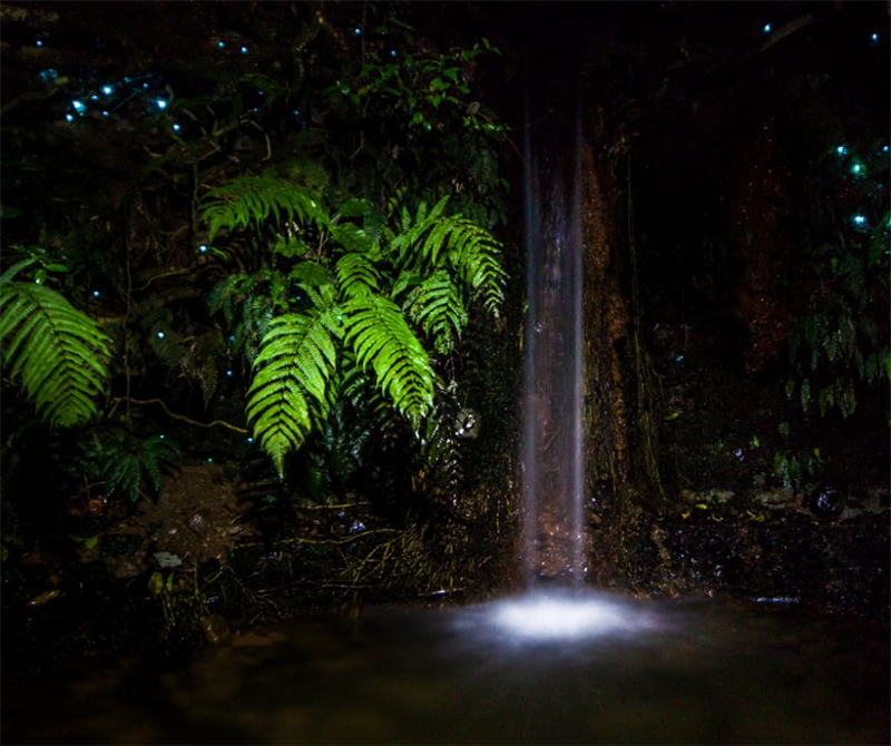 Night Tour